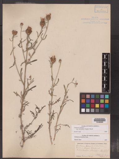 Centaurea stoebe