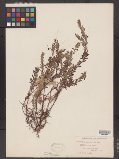 Vaccinium macrocarpon