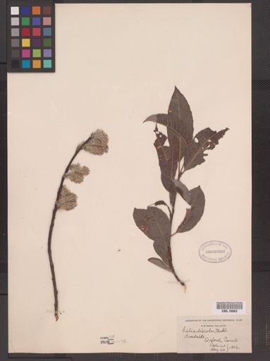 Salix discolor