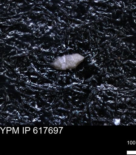 undet. Foraminiferida