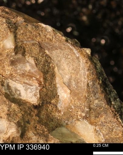 undet. Bivalvia