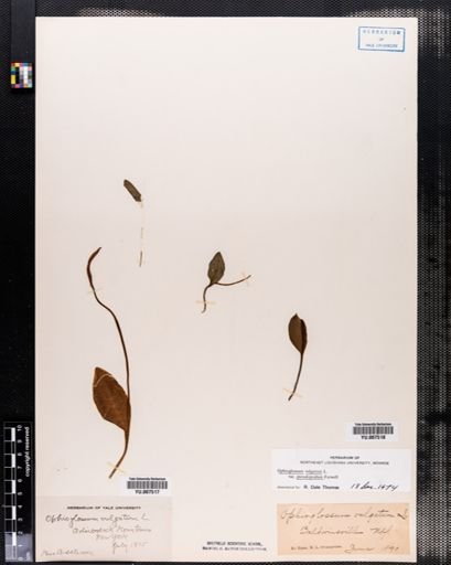 Ophioglossum vulgatum