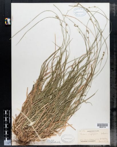 Carex deweyana