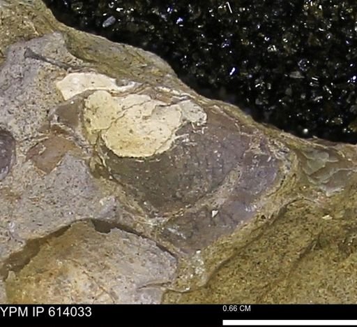 undet. Mollusca
