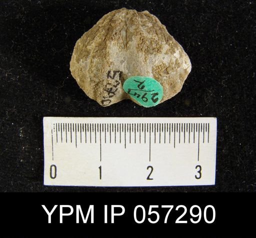 Spirifer cyclopterus