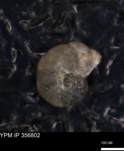 undet. Foraminiferida