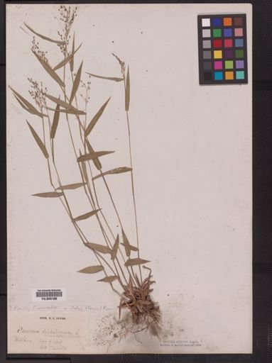 Panicum commutatum