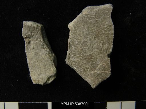 Peronopora sp.