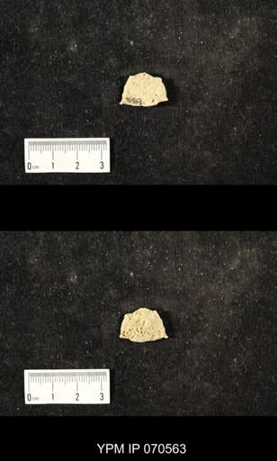 Favosites louisvillensis