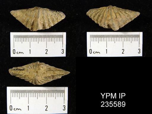 Spiriferina campestris