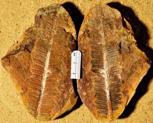 Pecopteris