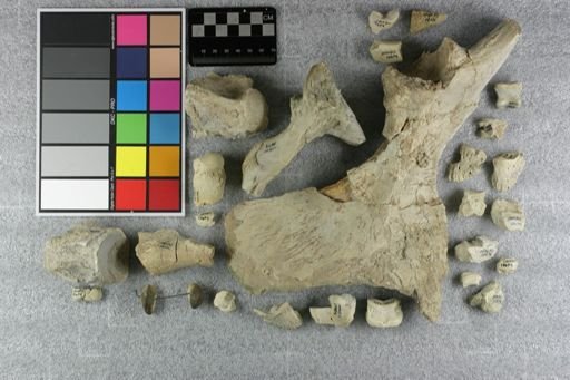 Subhyracodon sp.