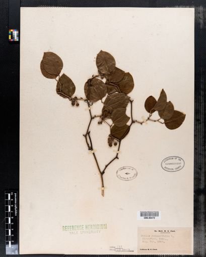 Smilax rotundifolia