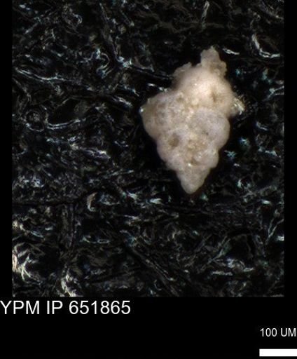 undet. Heterohelicidae