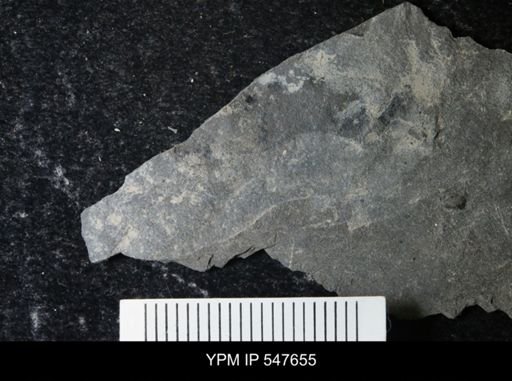 undet. Eurypterida