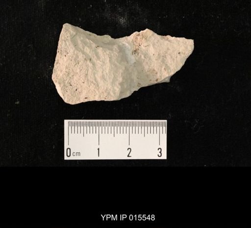 Probnis speciosa