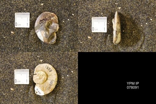 Hoploscaphites comprimus
