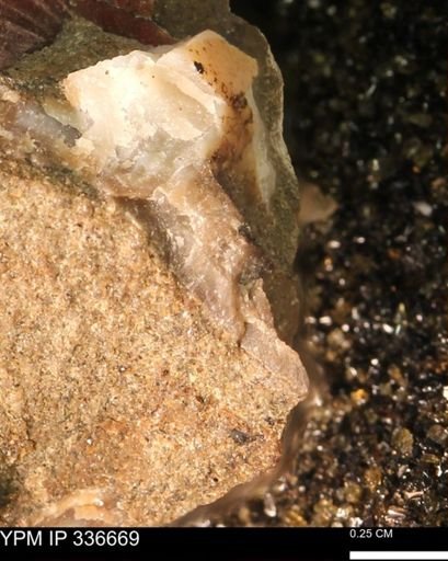 undet. Mollusca