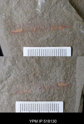 undet. Ichnofossil