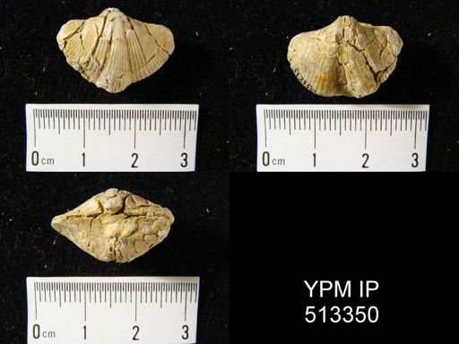 Spirifer whitneyi