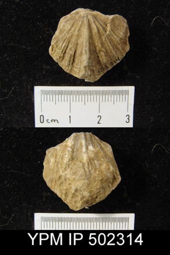 Spirifer cameratus