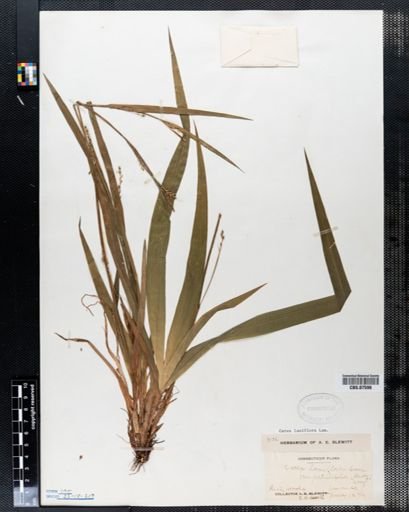 Carex laxiflora