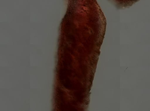 Chondrilla nucula