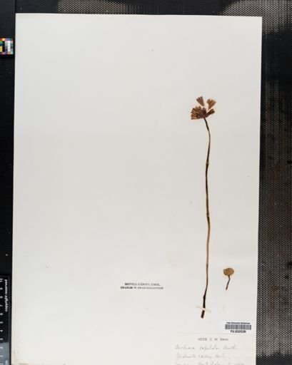 Dichelostemma