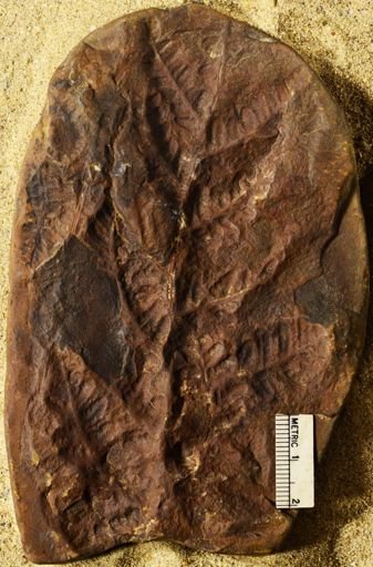 Pecopteris sp.