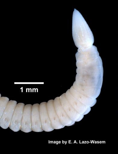 Lumbrinerides acuta