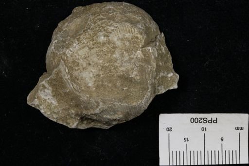 Linoproductus prattenianus