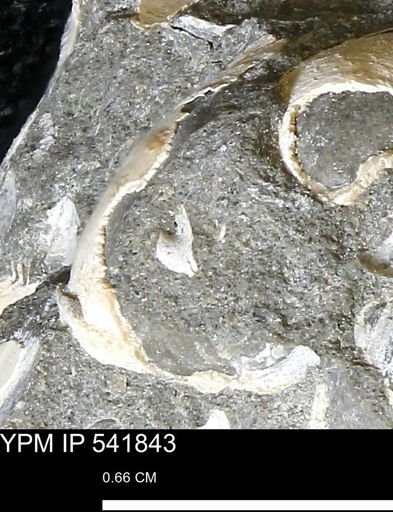 Limopsis striatopunctatus