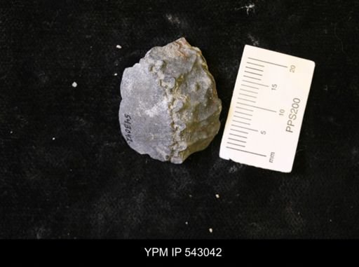 Dolatocrinus sp.