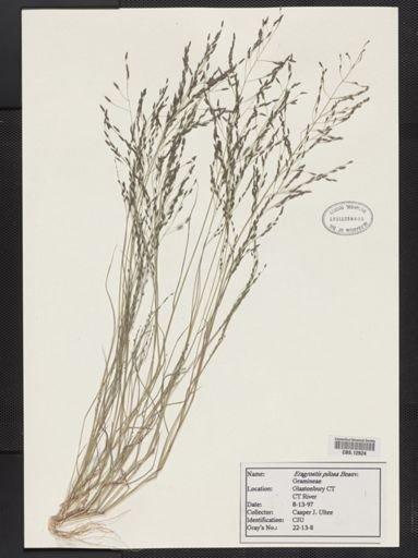 Eragrostis pilosa