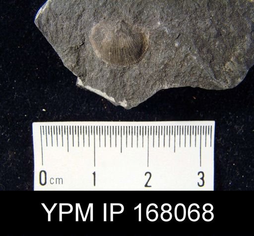 Chonetes scitulus