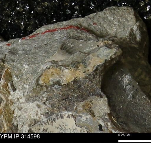 undet. Mollusca