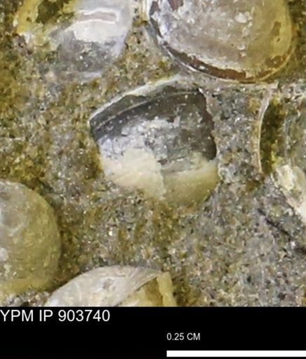 Corbulamella sp.