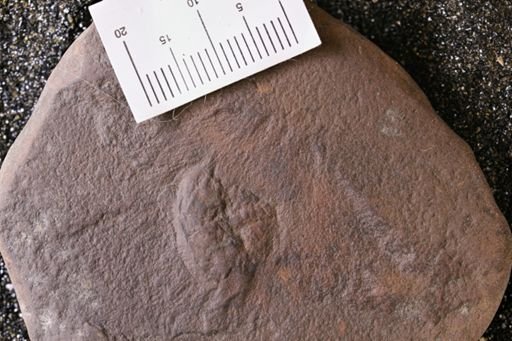 Euproops danae