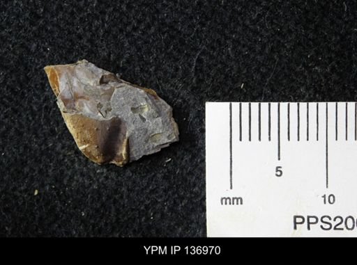 Ctenocephalus maltheus