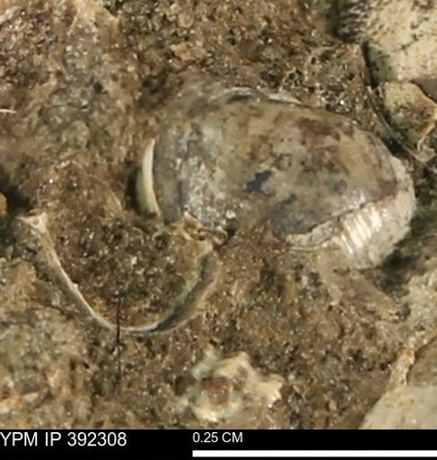 Protocardia subquadrata