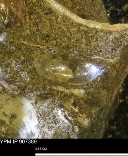 undet. Mollusca