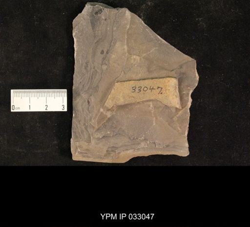 Mormolucoides articulatus