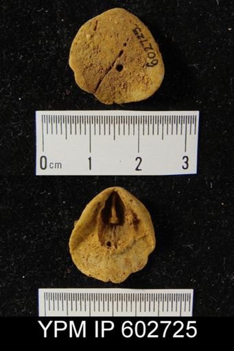 Eatonia sp.