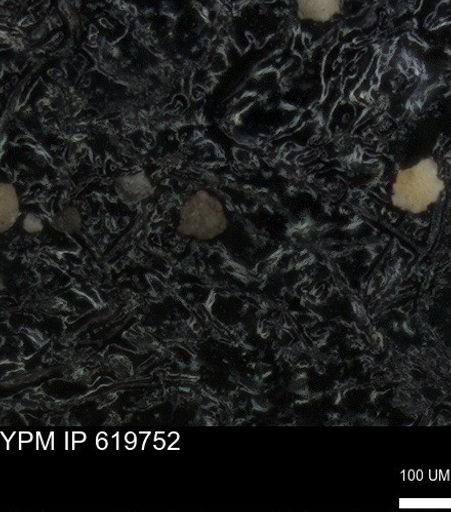 undet. Foraminiferida