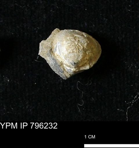 Protocardia subquadrata