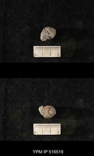Cyclonema bilix lata