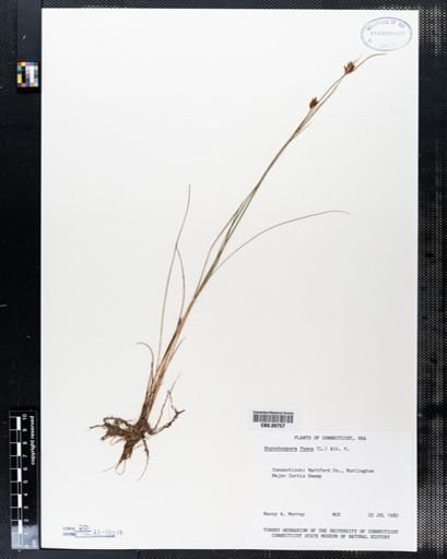 Rhynchospora fusca