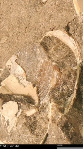 Protocardia sp.