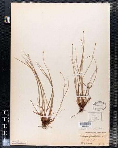 Scirpus verecundus