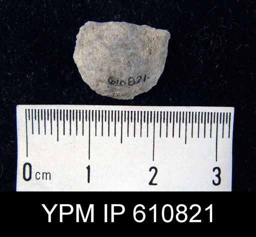 Pholidostrophia sp.